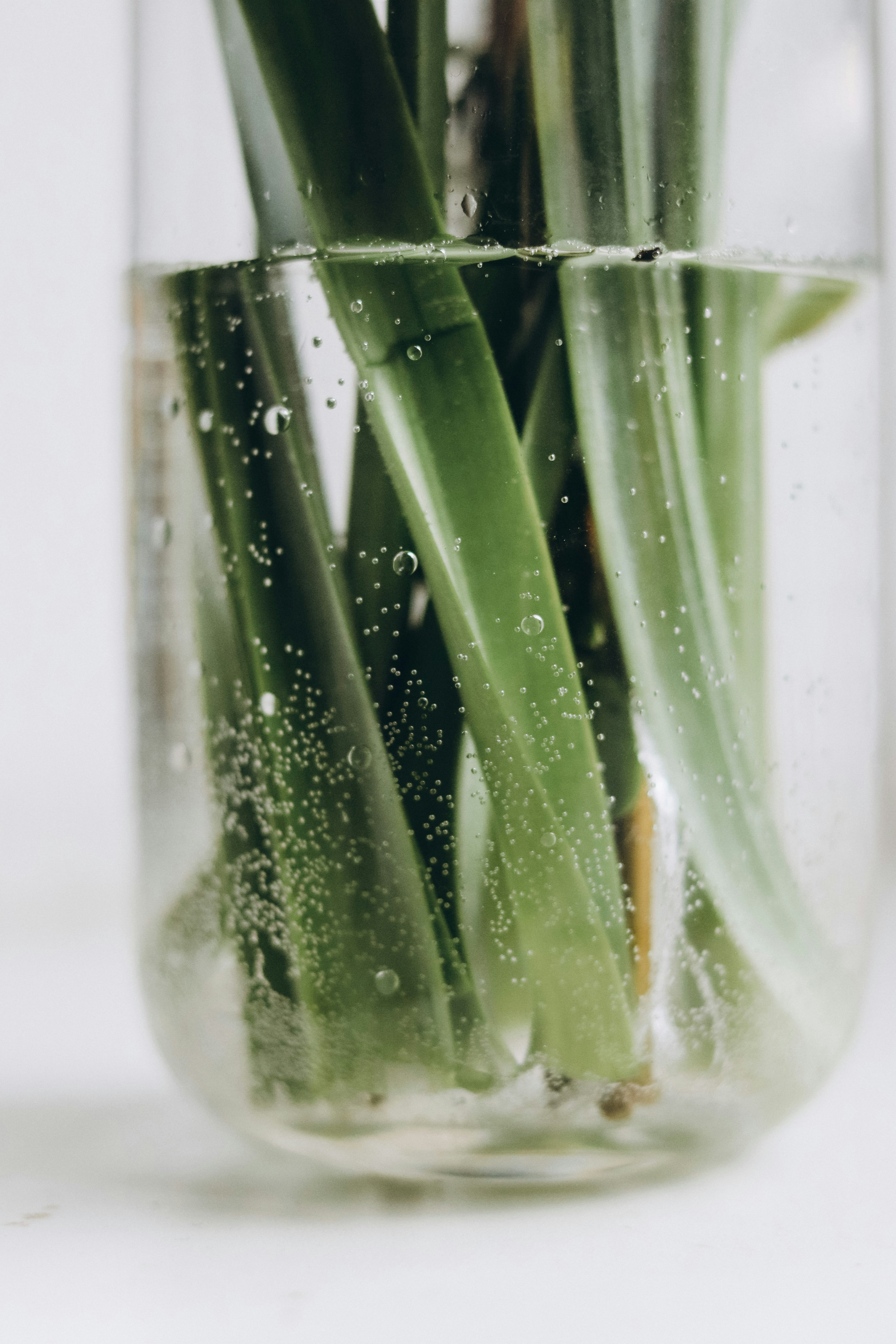 green plant in clear glass jar